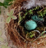 Feathering Your Nest Has Everything To Do With Achieving Your Dreams