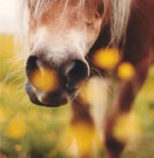 horse in a field with flowers,