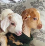 two-baby-goats-on-a-couch-sweater-Shen-Men-Feng-Shui