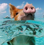 Pig swimming of Big Major Cay Bahamas.