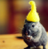 leave your comfort zone, cute rat eating a sunflower seed with yellow elf cap