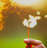 Getty Image: 2018, dandelion blown by a woman's breath to make a wish.