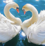 two-swans-trust-the-magic-of-beginnings-Shen-Men-Feng-Shui-blog
