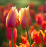 Put-Spring-Into-Your-Dreams-Shen-Men-Feng-Shui-tulips