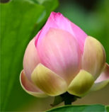 Bring lotus energy of happiness into your home with a full Feng Shui consultation by Shen Men Feng Shui