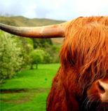 Highland Ox. Celebrate the Year of the Metal Ox with specialty foods and lucky traditions. Shen Men Feng Shui