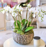 Feng Shui: The Power of the Orchid Flower